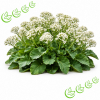 Abyssinianöl raffiniert 100 ml
